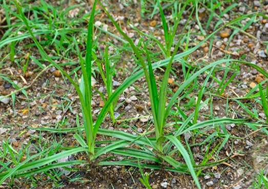 Trouble Weed Nutsedge in Lawn