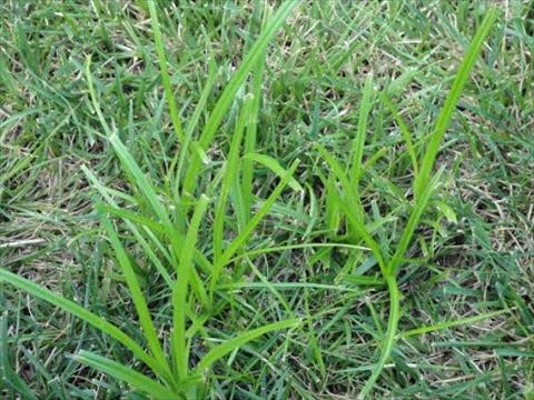 Nutsedge on you lawn